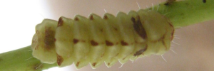 Petrelaea tombugensis - Final Larvae